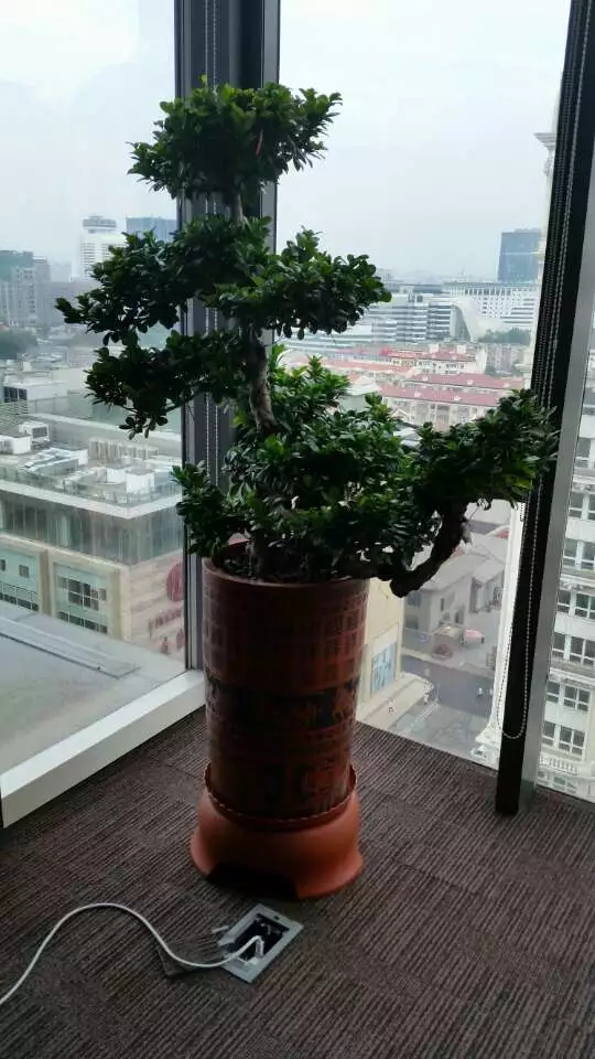 榕樹(shù)盆景